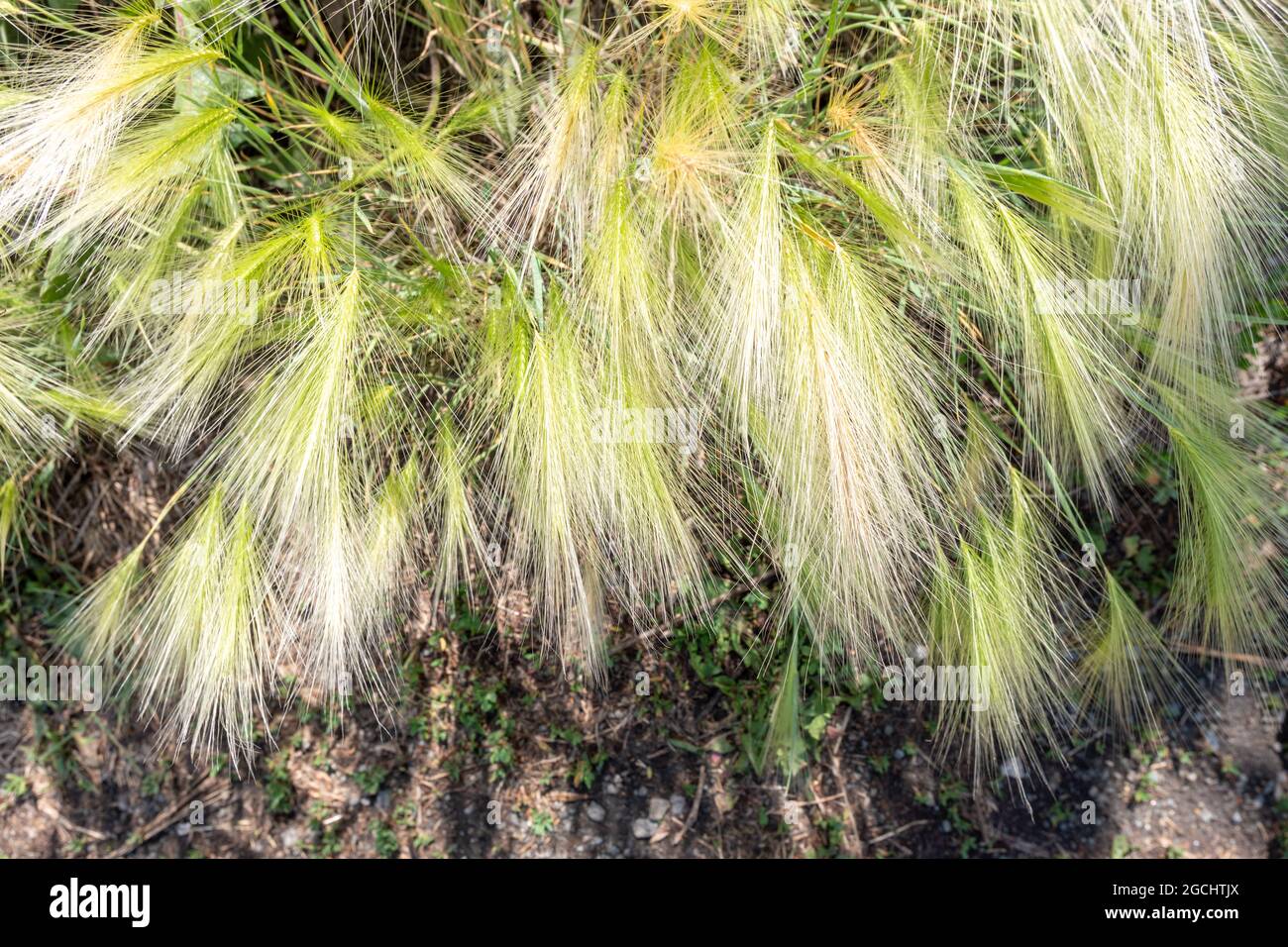 Fluffy spikelets of feather grass on a sunny day in the steppe, countryside, close-up. Abstract summer background concept. Stock Photo
