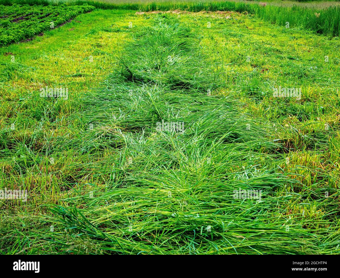 Row of cut green grass for feeding cattle on a farm. Animal feed.  Agricultural business. Making hay for cattle. Mow the grass. Agricultural  field. Bac Stock Photo - Alamy