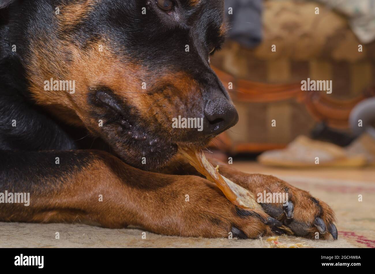 Dried Tendon High Resolution Stock Photography and Images - Alamy
