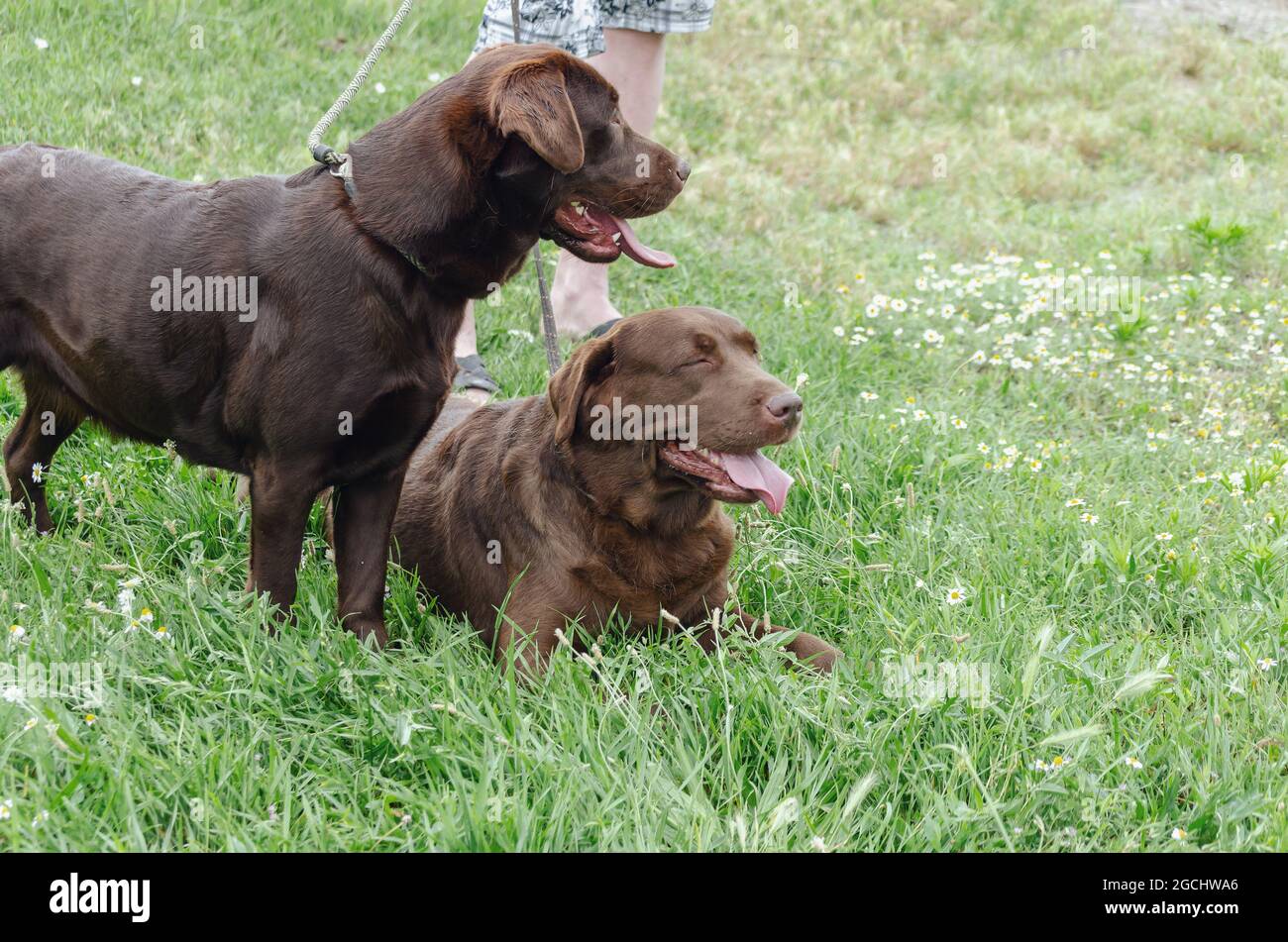 Female chocolate cheap labrador