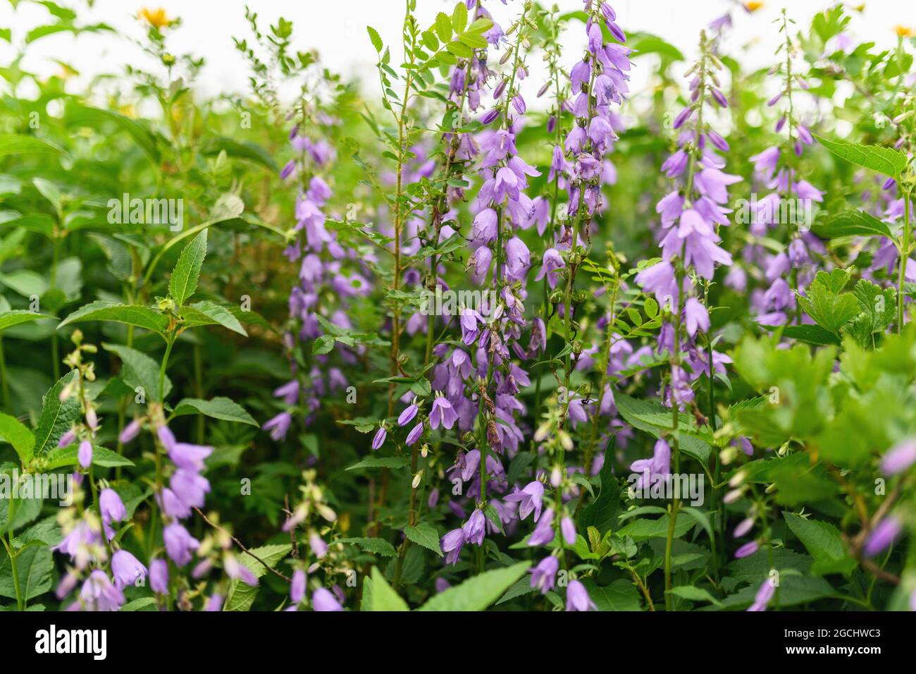 Close-up purple flowers in garden. Stock Photo
