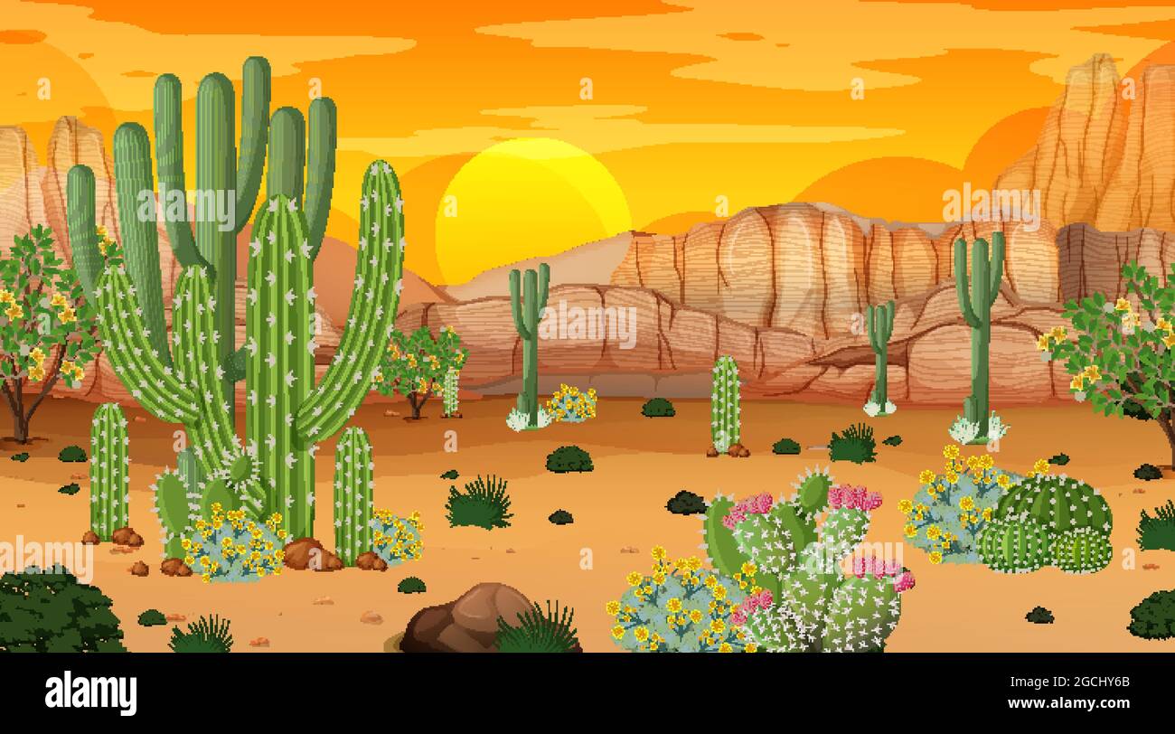 Desert forest landscape at sunset time scene with many cactuses ...