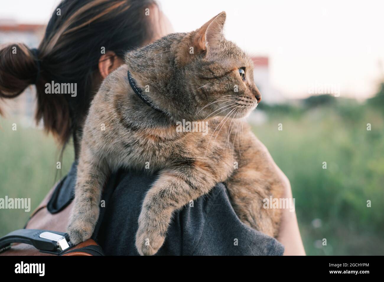 Curious cat sitting on shoulder of woman outdoor. Stock Photo