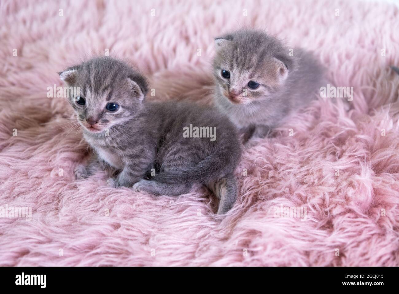 Two different British little kitten sitting on a pink blanket, a cat family. domestic pets concept Stock Photo