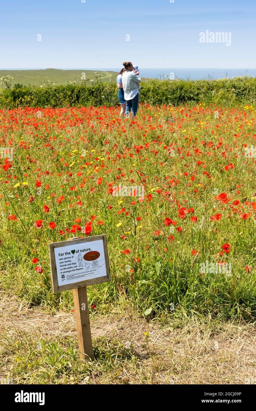 Holidaymakers ignoring signs and standing in a field of Common Poppies Papaver rhoeas and Corn Marigolds Glebionid segetum on the coast at West Pentir Stock Photo