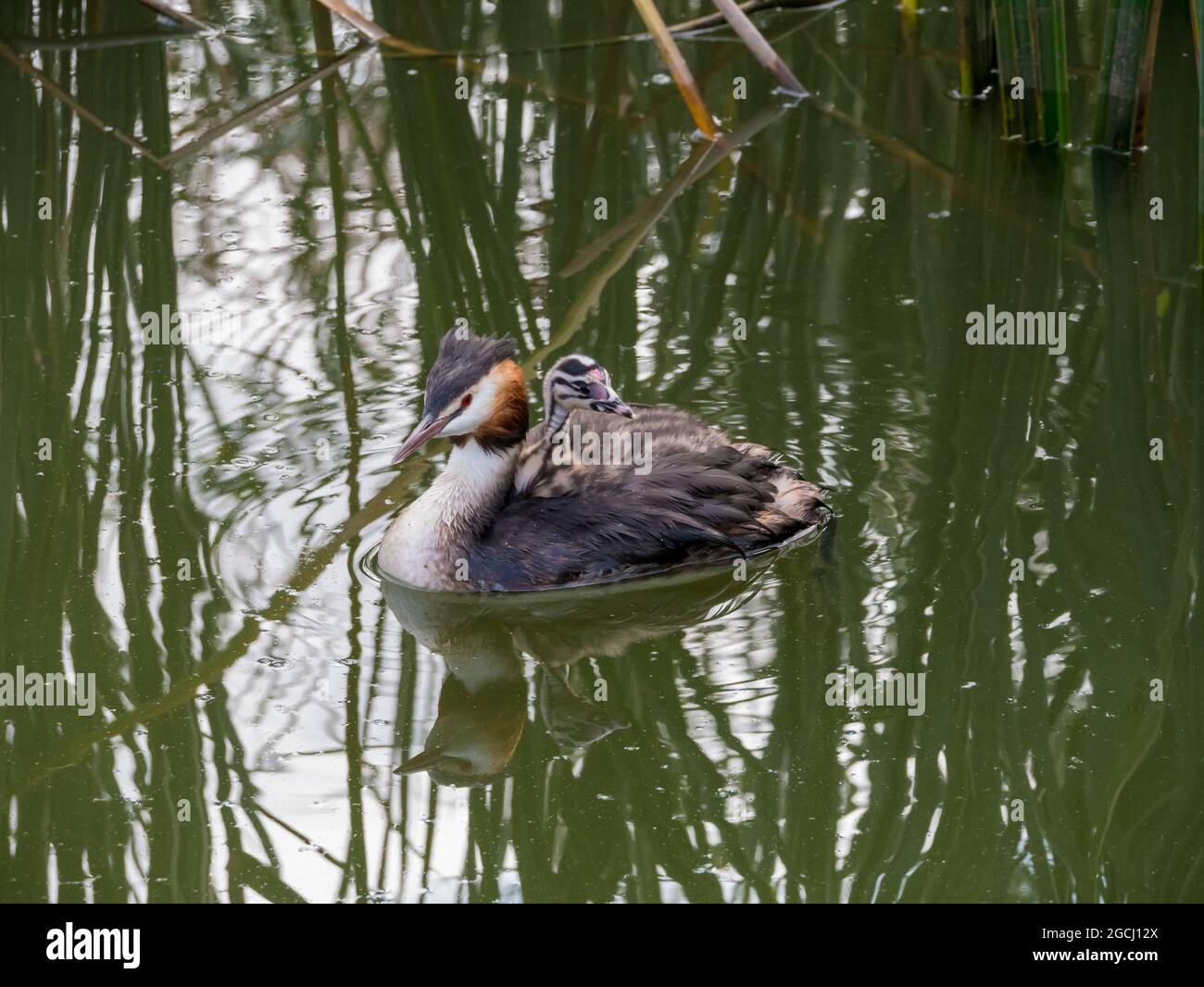 Great crested grebe, Podiceps cristatus, juvenile carried on back of adult, Netherlands Stock Photo
