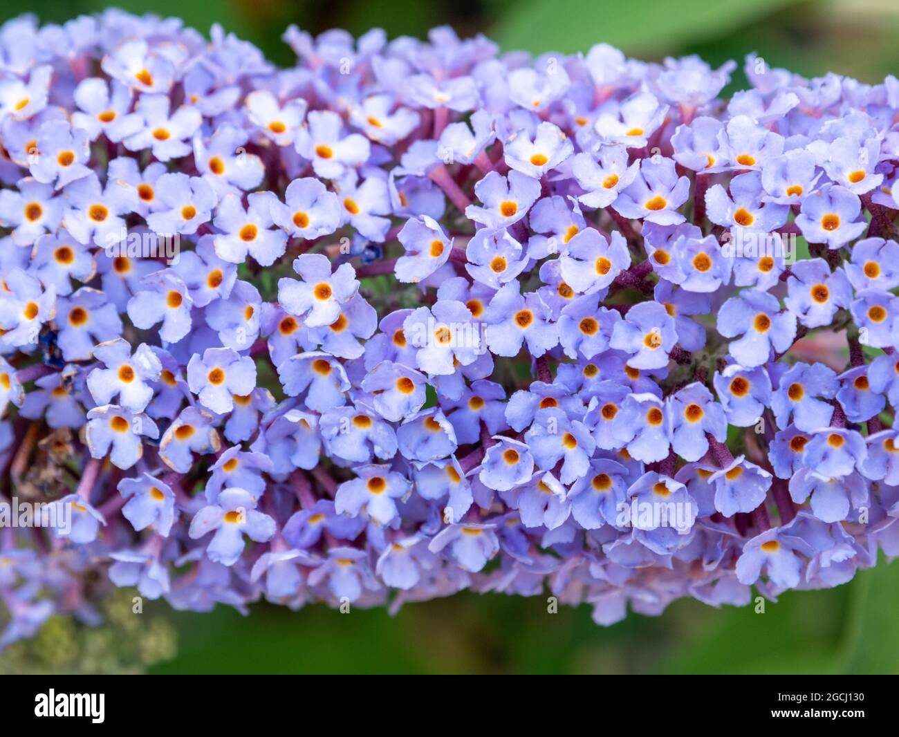 Butterfly bush, Buddleia davidii 'Pink Delight', blossom with lilac flowers in garden, Netherlands Stock Photo
