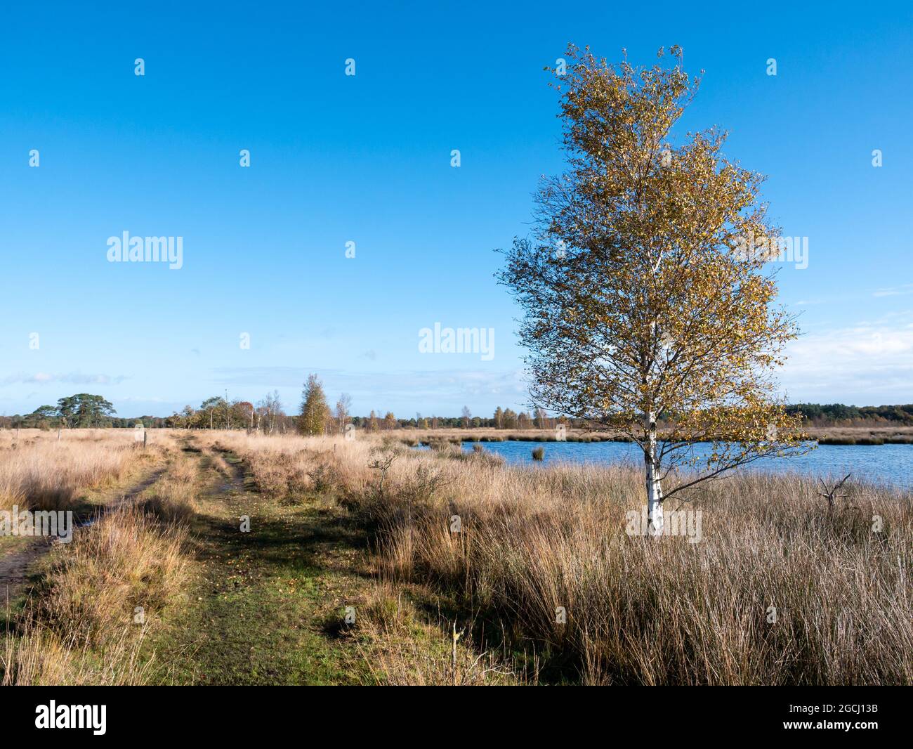 Birch tree and footpath in moorland of national park Dwingelderveld, Drenthe, Netherlands Stock Photo