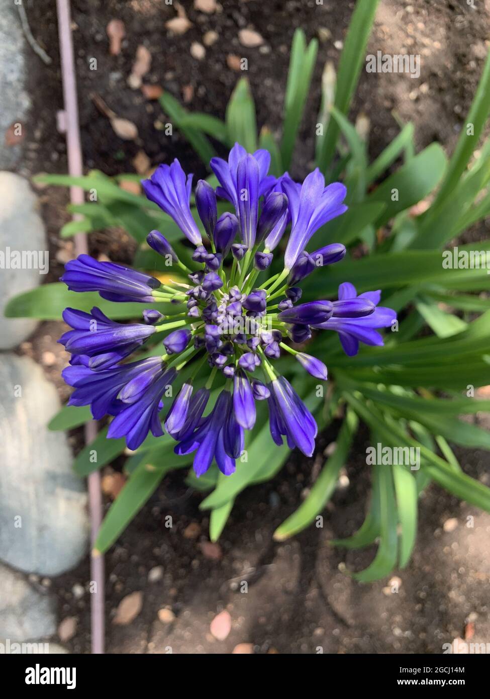 Closeup shot of an African lily in a garden on a blurred background Stock Photo
