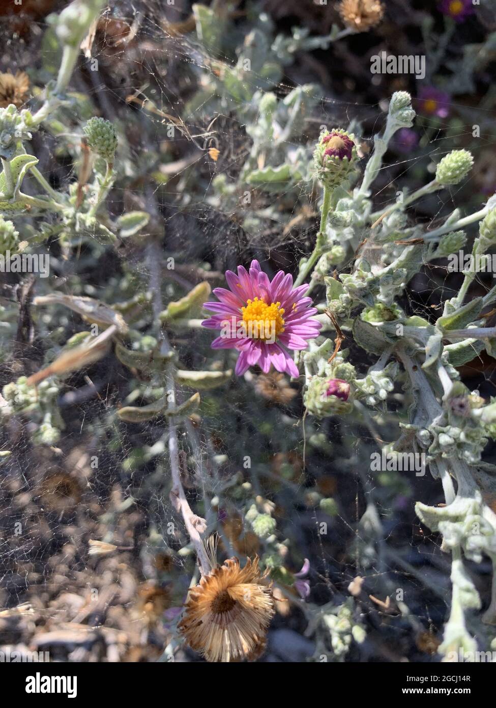 Scenic view of a purple Rhodanthe manglesii flower outdoors Stock Photo