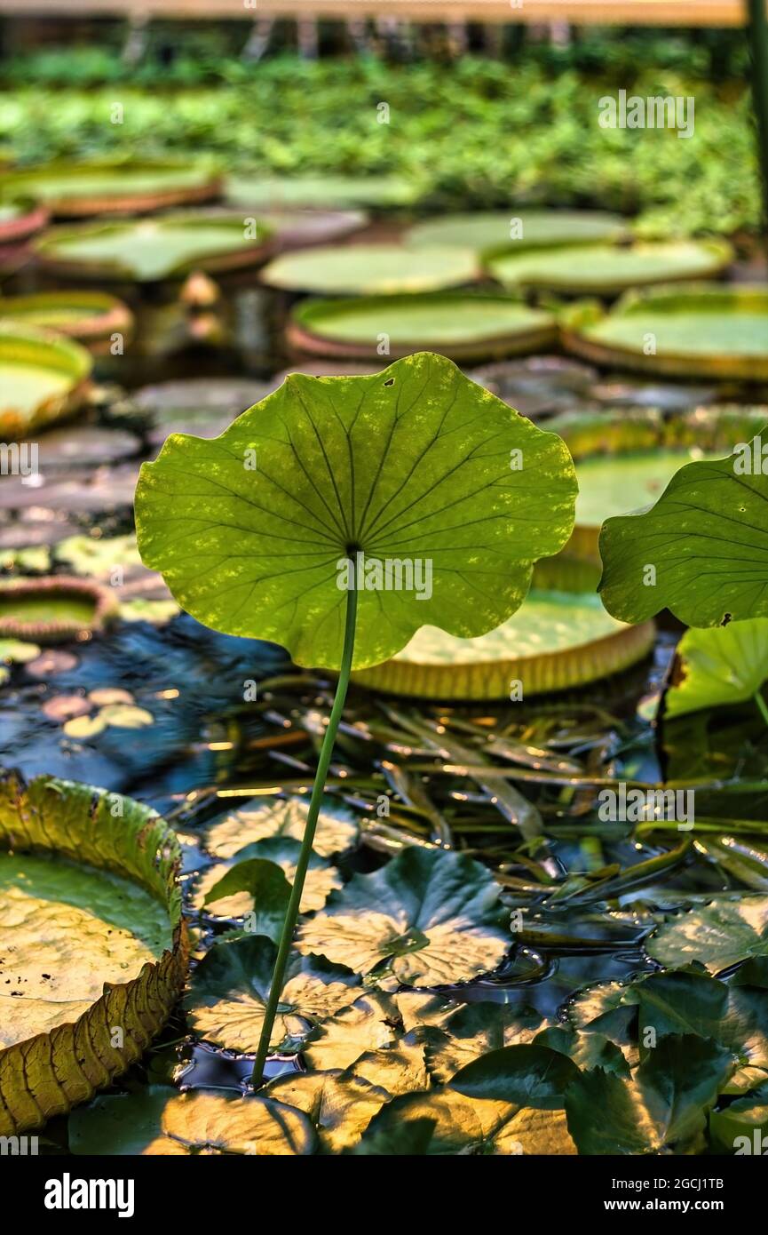 Lotus leaf in pond top hi-res stock photography and images - Alamy