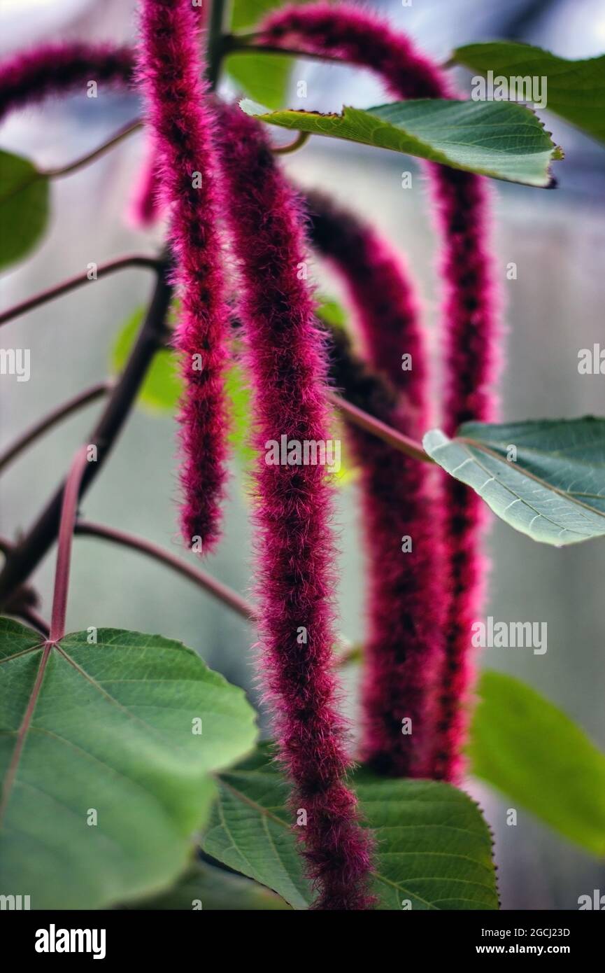 Acalypha hispida, the chenille plant, is a flowering shrub which belongs to the family Euphorbiaceae, the subfamily Acalyphinae, and the genus Acalyph Stock Photo