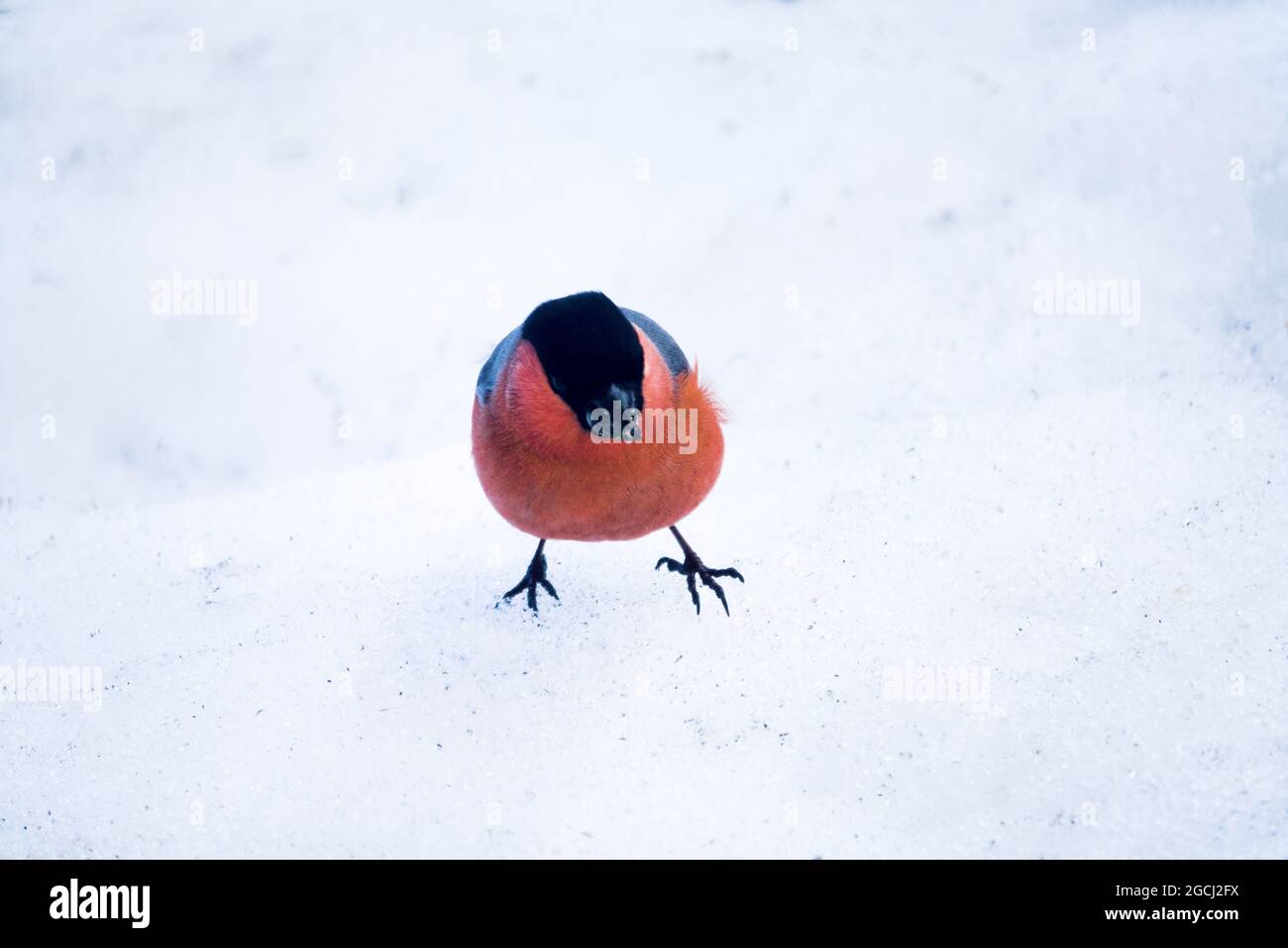 Bullfinch male feeds on fallen seeds in the snow Stock Photo