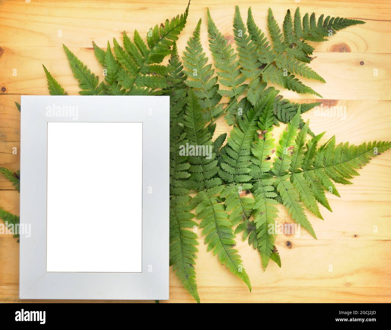 Bracken (Pteris). Floral still life on a polished wooden background with a signature frame Stock Photo