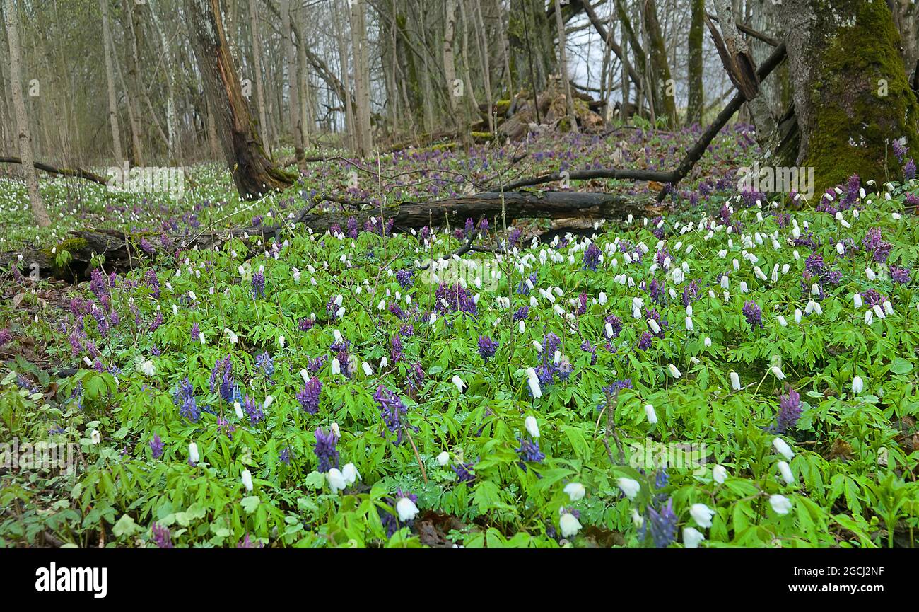 Early bloomers (primroses) of boreal European forests. Fumewort (Corydalis solida), Wood anemone (Anemone nemorosa) in Europian park forest (wood-mead Stock Photo