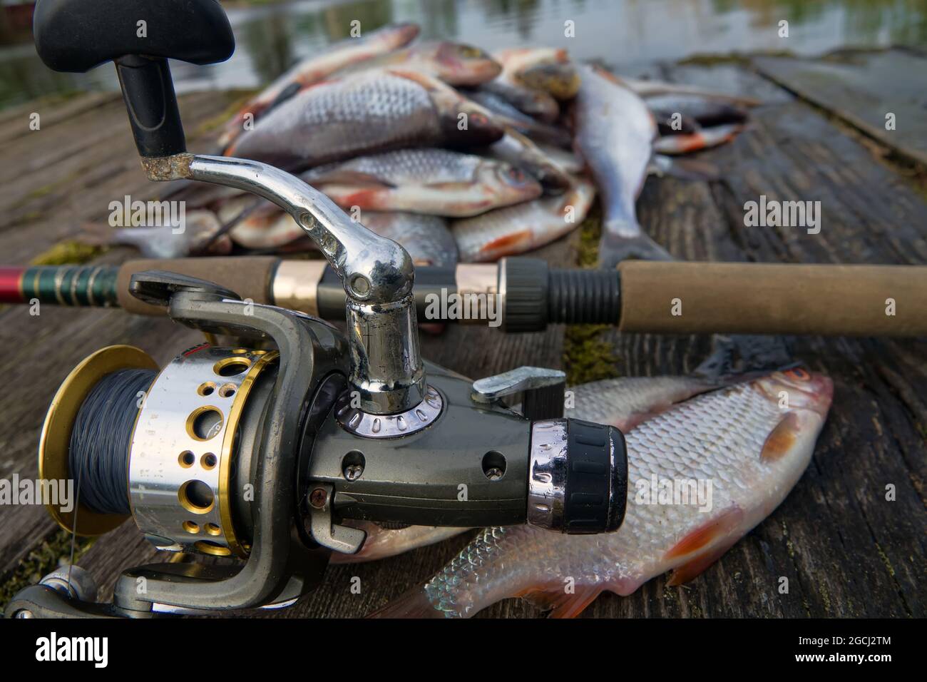 Good catch. A fishing rod and fish lie on an old moss-covered catwalk  (duckrun, old wooden pier), in Russian northern village. In sprat catch is  domin Stock Photo - Alamy