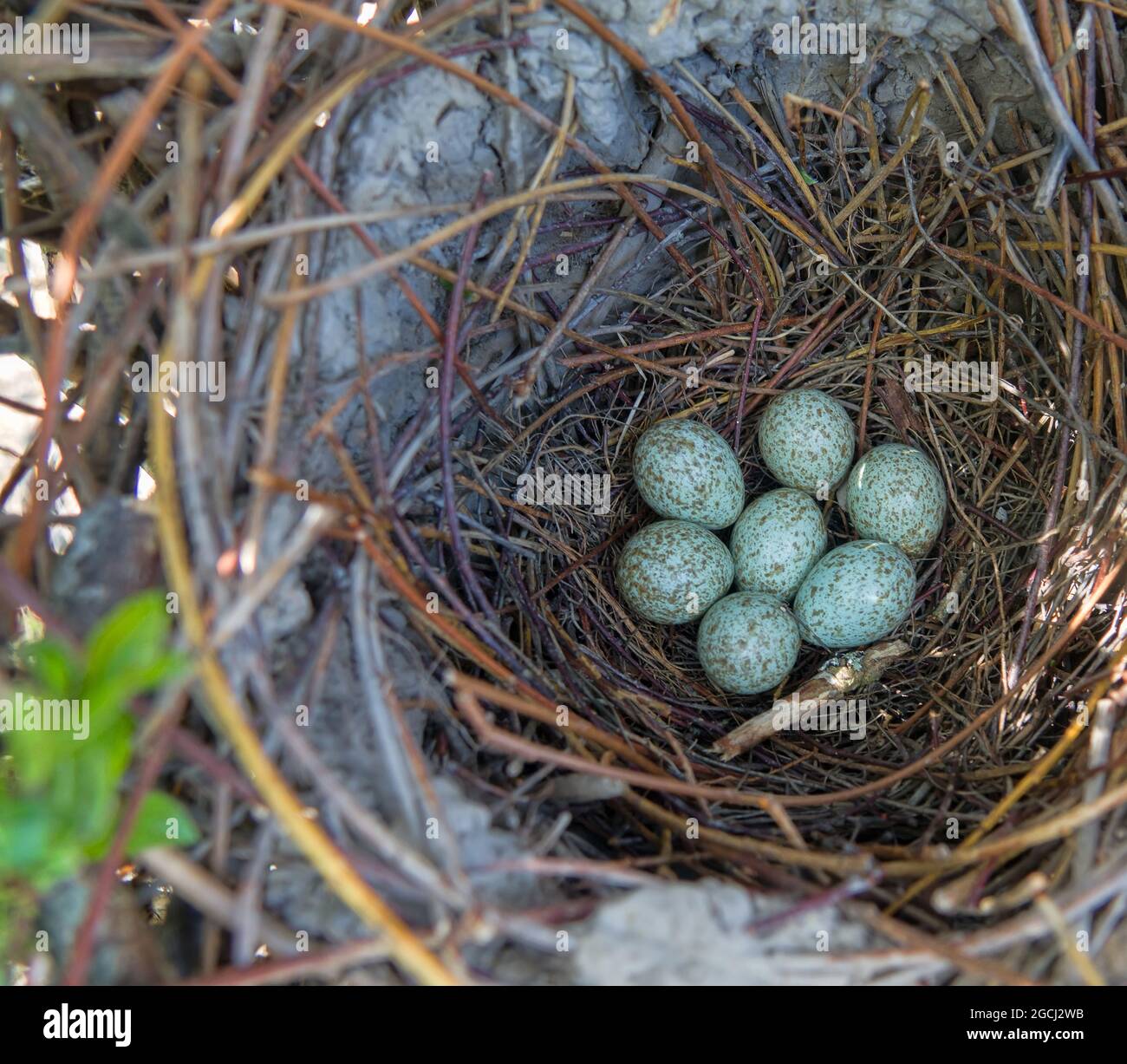 Magpie (Pica pica) nest is complex in structure. Massive elliptical ...