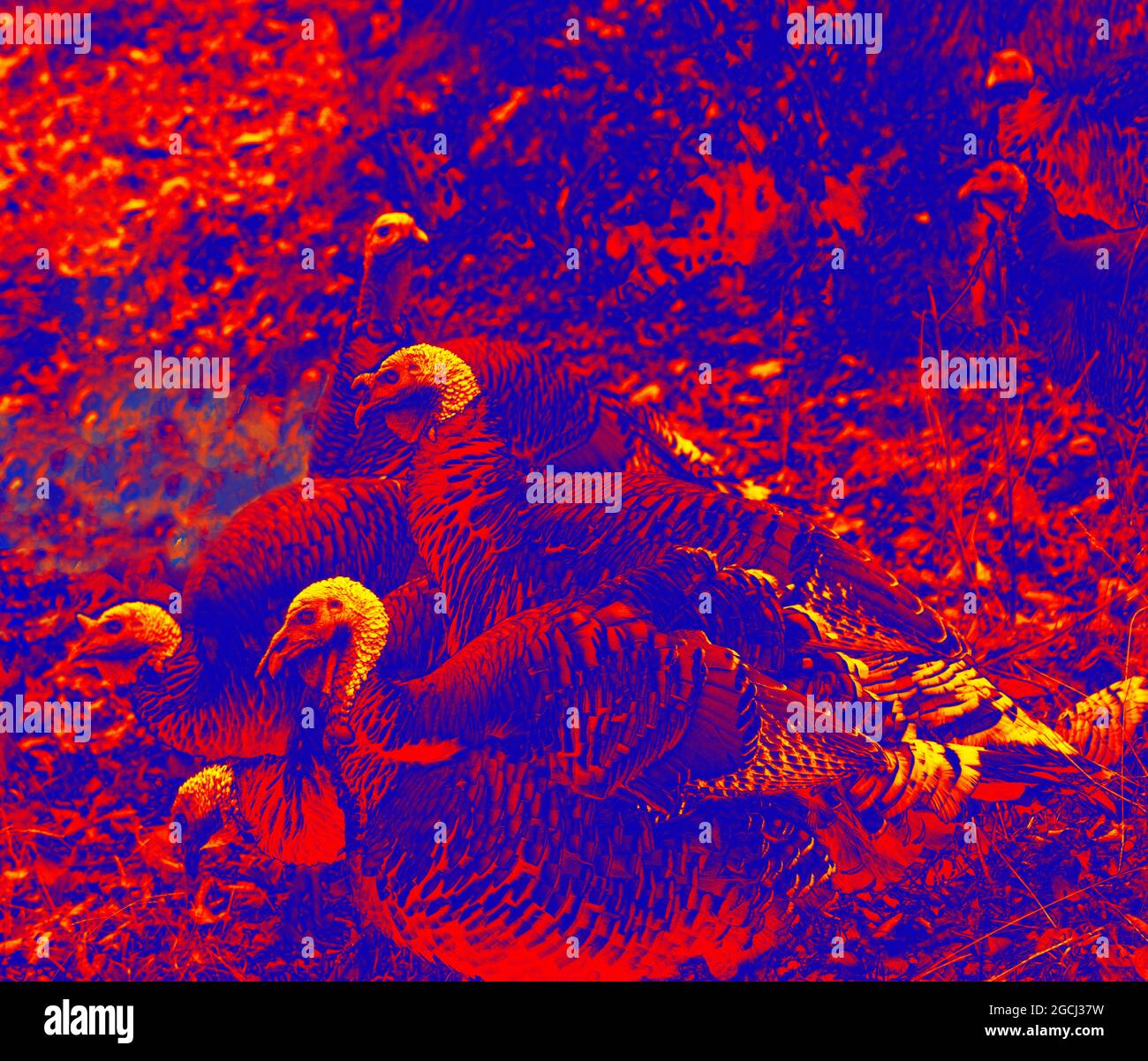 Turkey on poultry yard. Scanning the animal's body temperature with a thermal imager Stock Photo