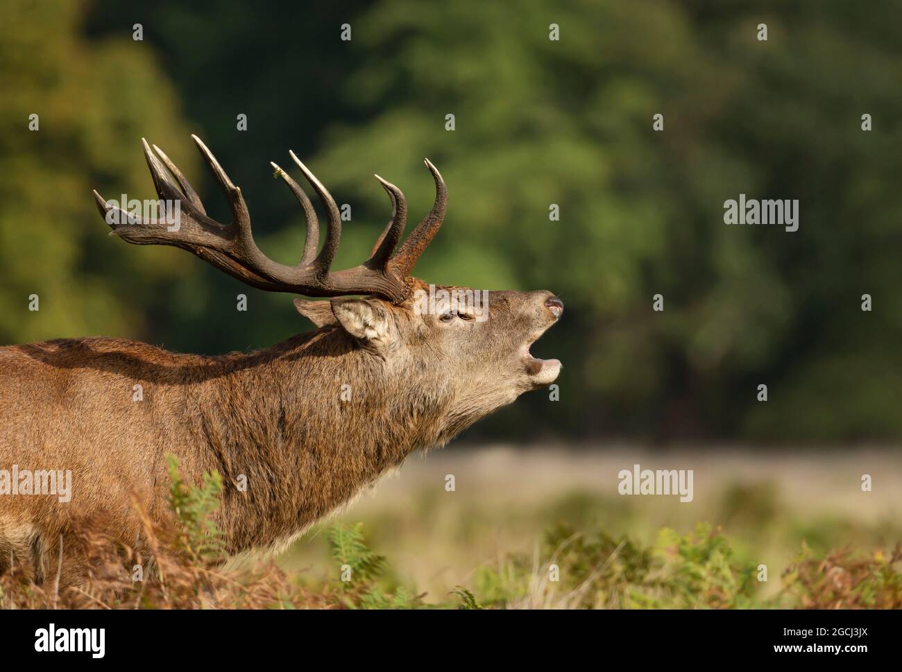 Portrait of a red deer stag calling during rutting season in autumn, UK. Stock Photo