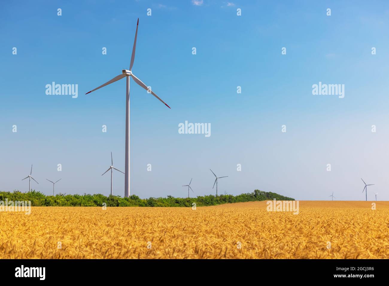 Blue sky and wheat field with wind turbines generating electricity ...