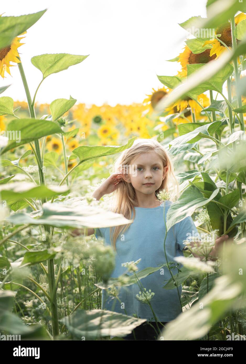 Happy little girl on the field of sunflowers in summer Stock Photo - Alamy