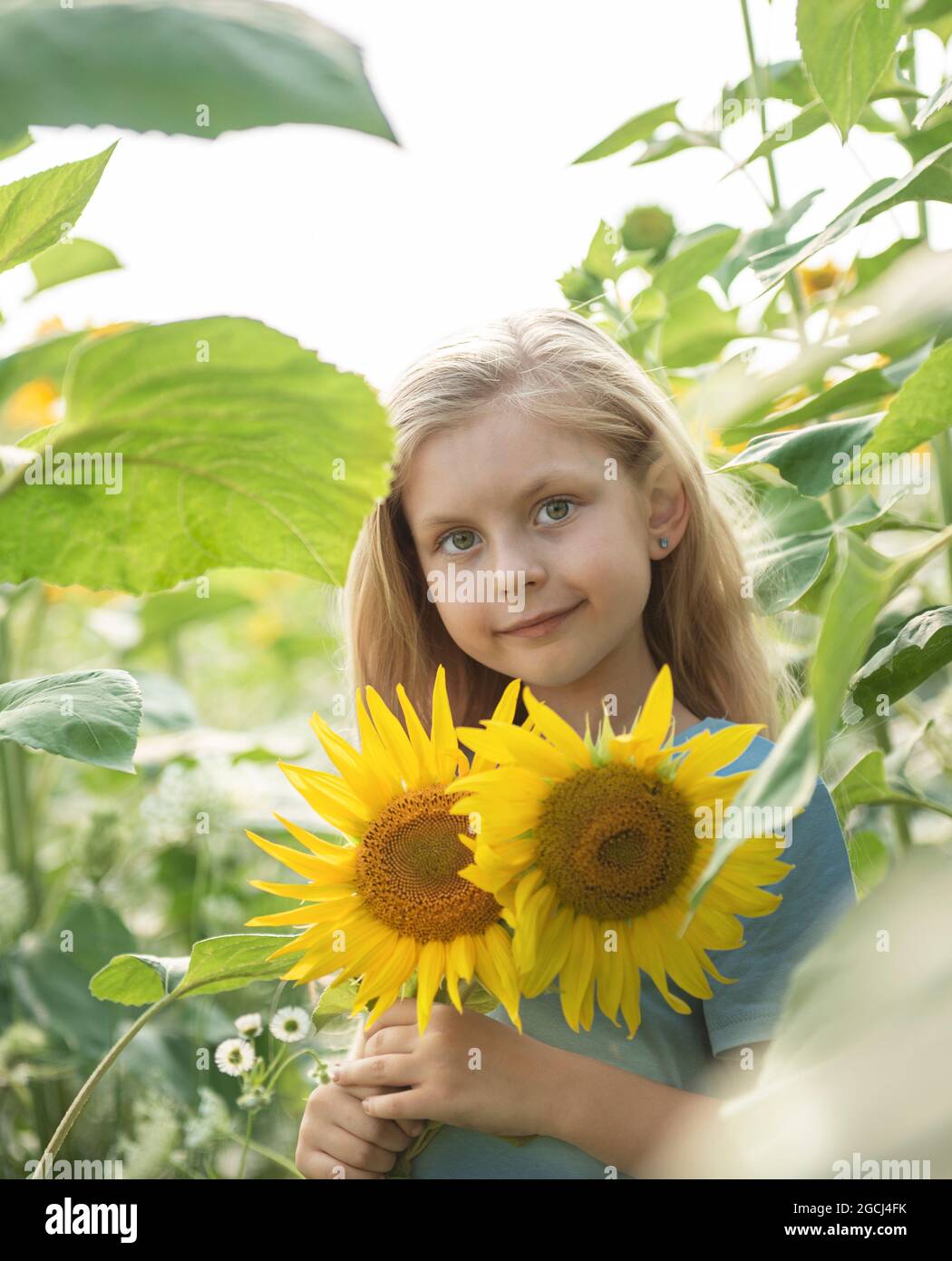 Happy little girl on the field of sunflowers in summer Stock Photo - Alamy
