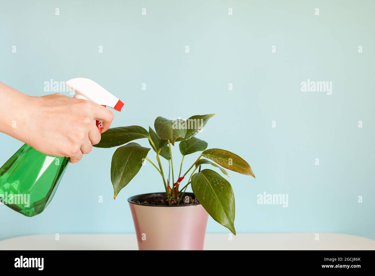 Woman spraying water on plants hi-res stock photography and images - Alamy
