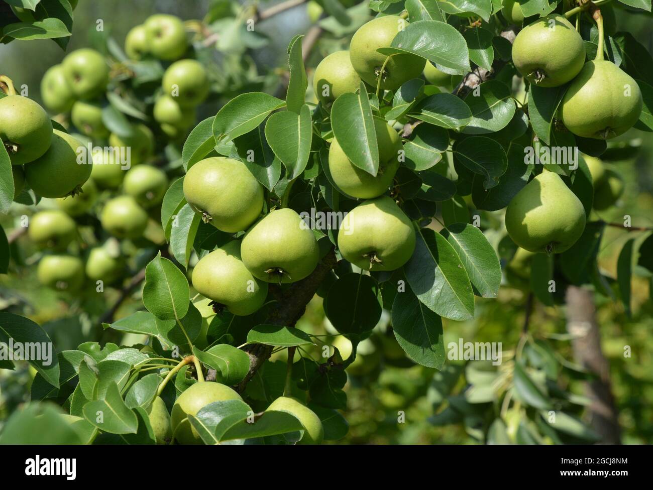Growing and harvesting pears. A lot of sugar green peas ripening on a