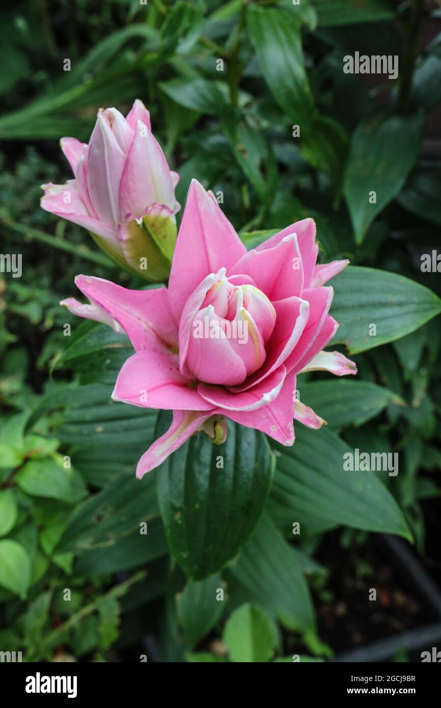 Pink Water Lily Dahlia in garden with raindrops, a garden flower that