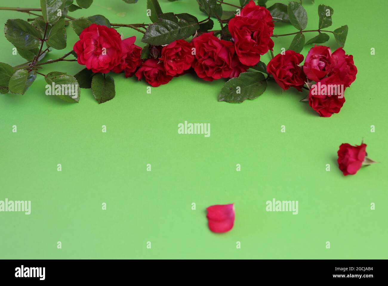 Few red roses and petals on the green background Stock Photo - Alamy