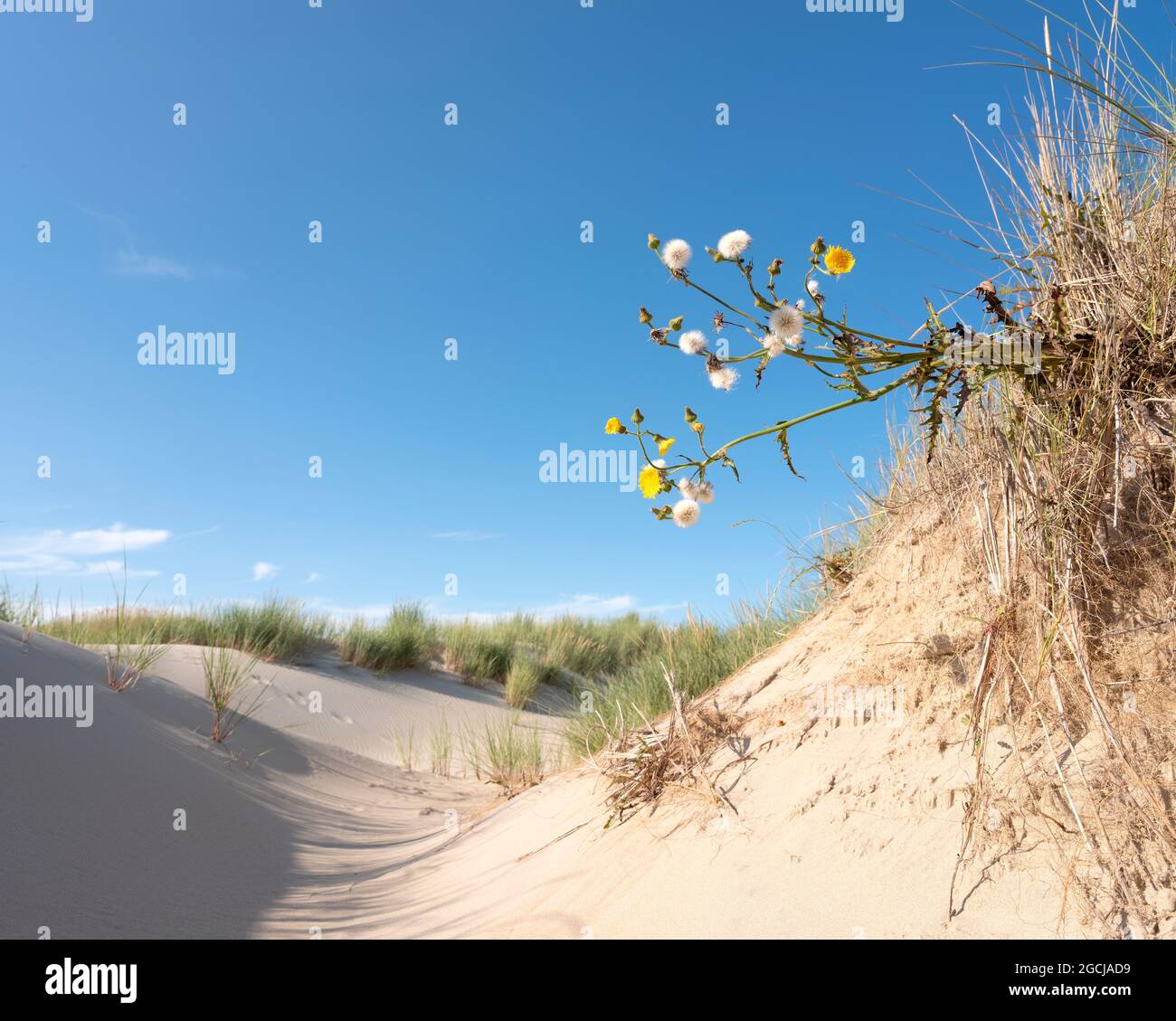 yellow flowers under blue summer sky in dutch dunes Stock Photo - Alamy