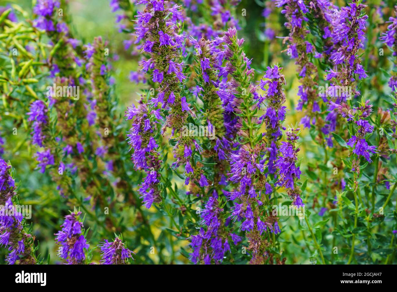 Purple flowers of Hyssopus officinalis, known as hyssop. Medicinal herb. Stock Photo