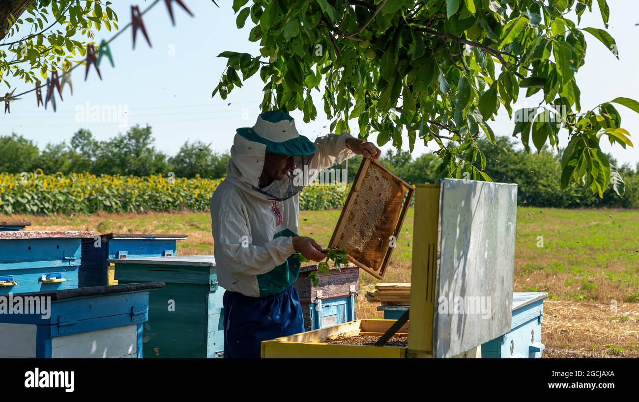 Beekeeper is working with bees and beehives on the apiary. Bees angrily cover themselves around. Apiarist in protective clothing works on a home apiar Stock Photo