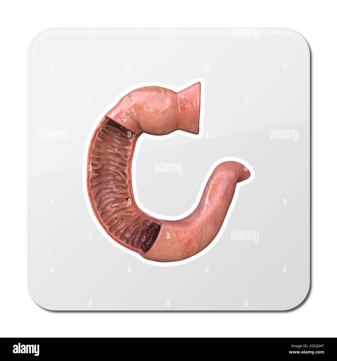 Duodenum icon, human anatomy, part of your small intestine,front view ...
