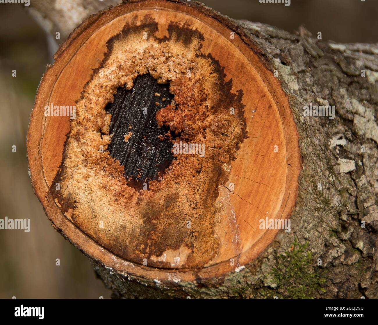Freshly sawn log of avocado tree. Old dead wood surrounded  by newer growth. Pruning avocado tree, persea americana, autumn, Australian orchard Stock Photo