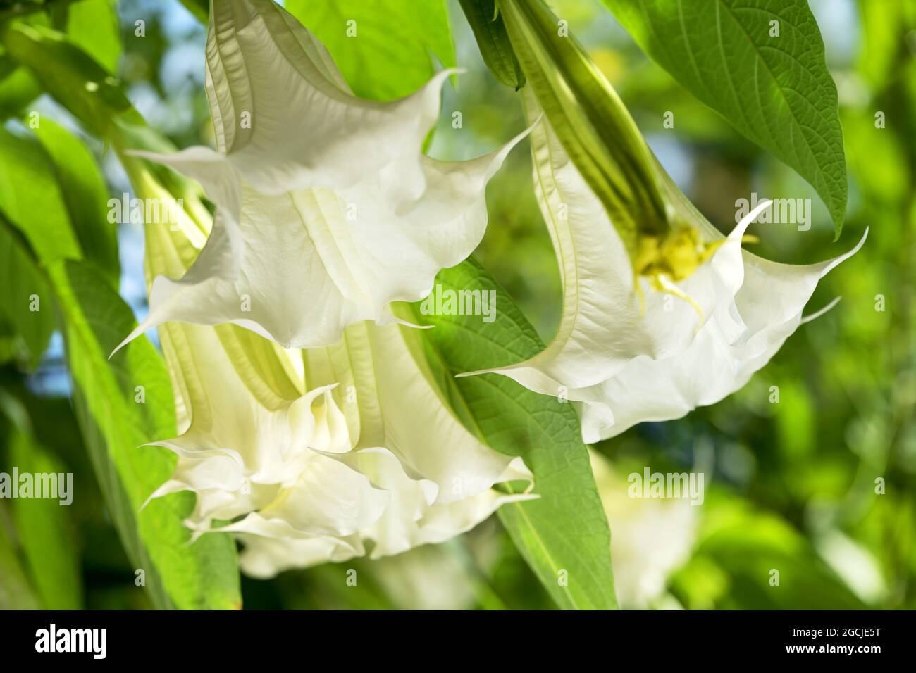 white datura in full bloom Stock Photo