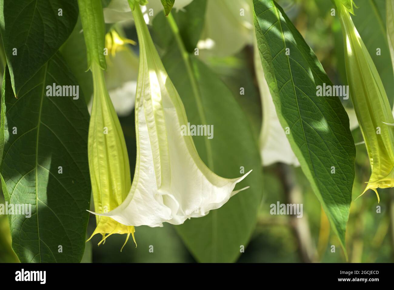 white datura in full bloom Stock Photo