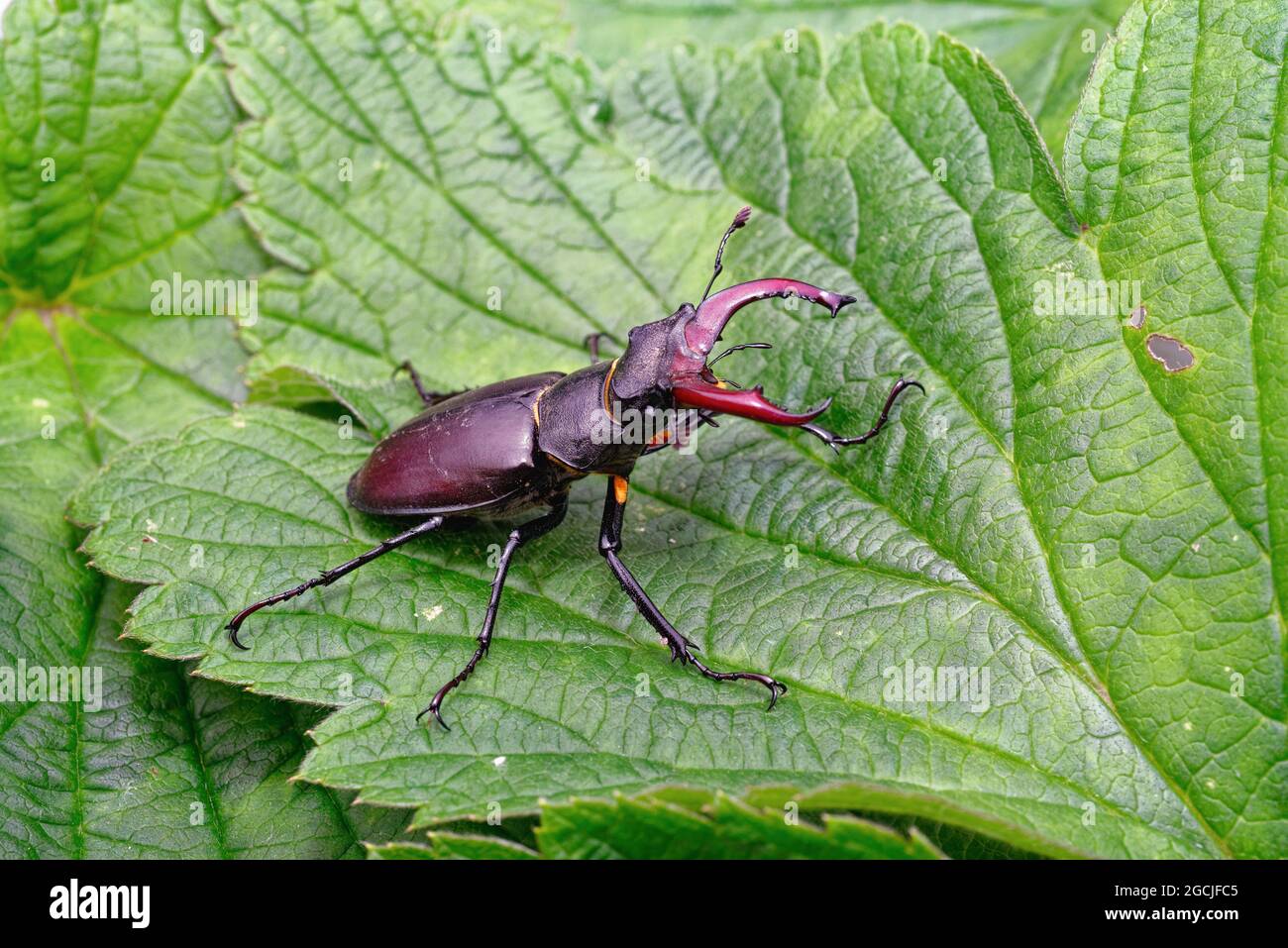 Close up of a Stag beetle Lucanus cervus, on a green leaf Stock Photo