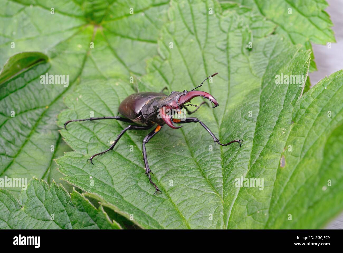 Close up of a Stag beetle Lucanus cervus, on a green leaf Stock Photo