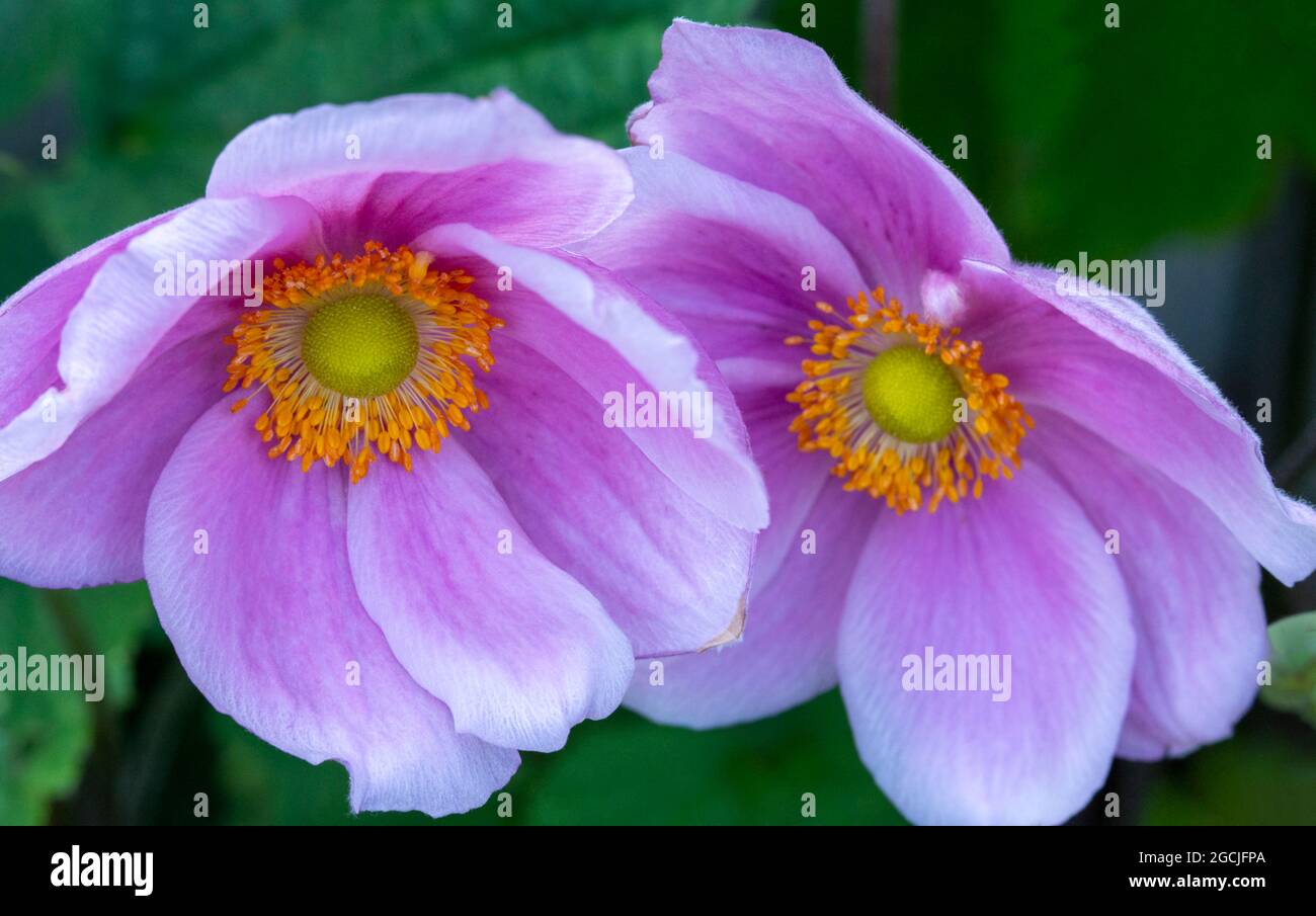 Two Japanese anemone flowers in full flower showing there beautiful petals and flower centre Stock Photo