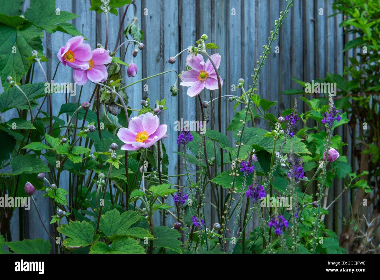 A flower border in late summer with delicate pink Japanese anenome flowers and buds Stock Photo