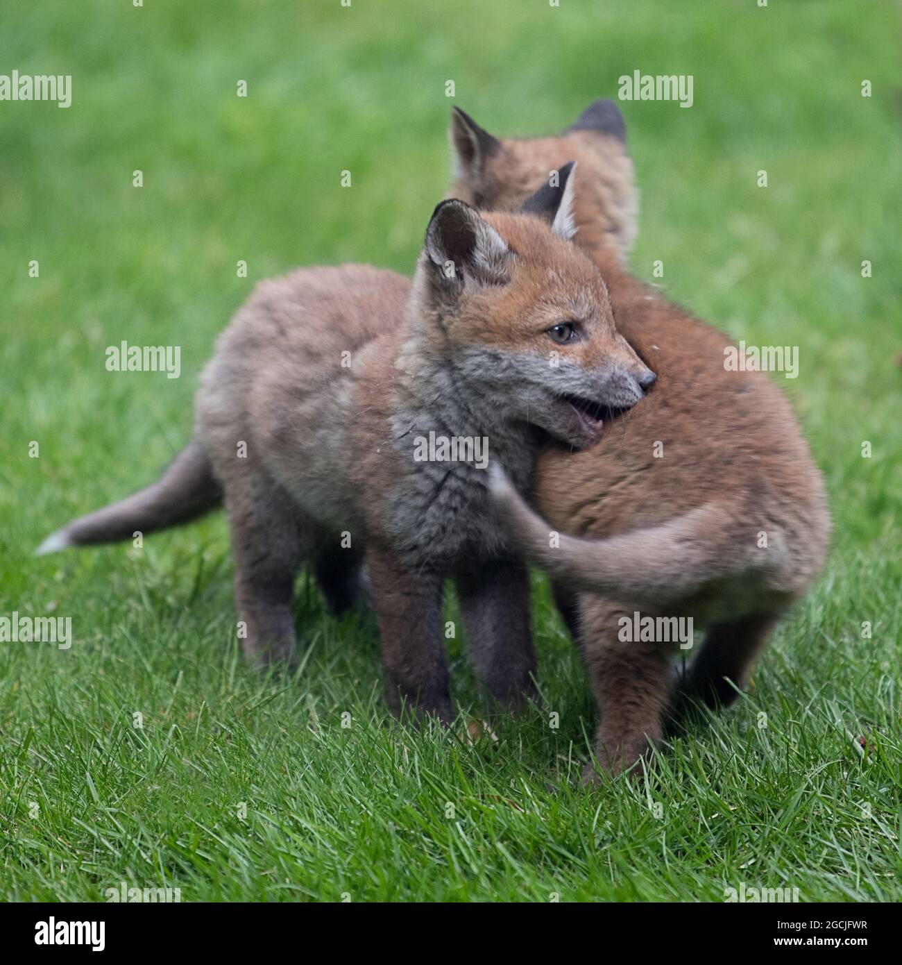 Two fox cubs playing in their new surroundings Stock Photo