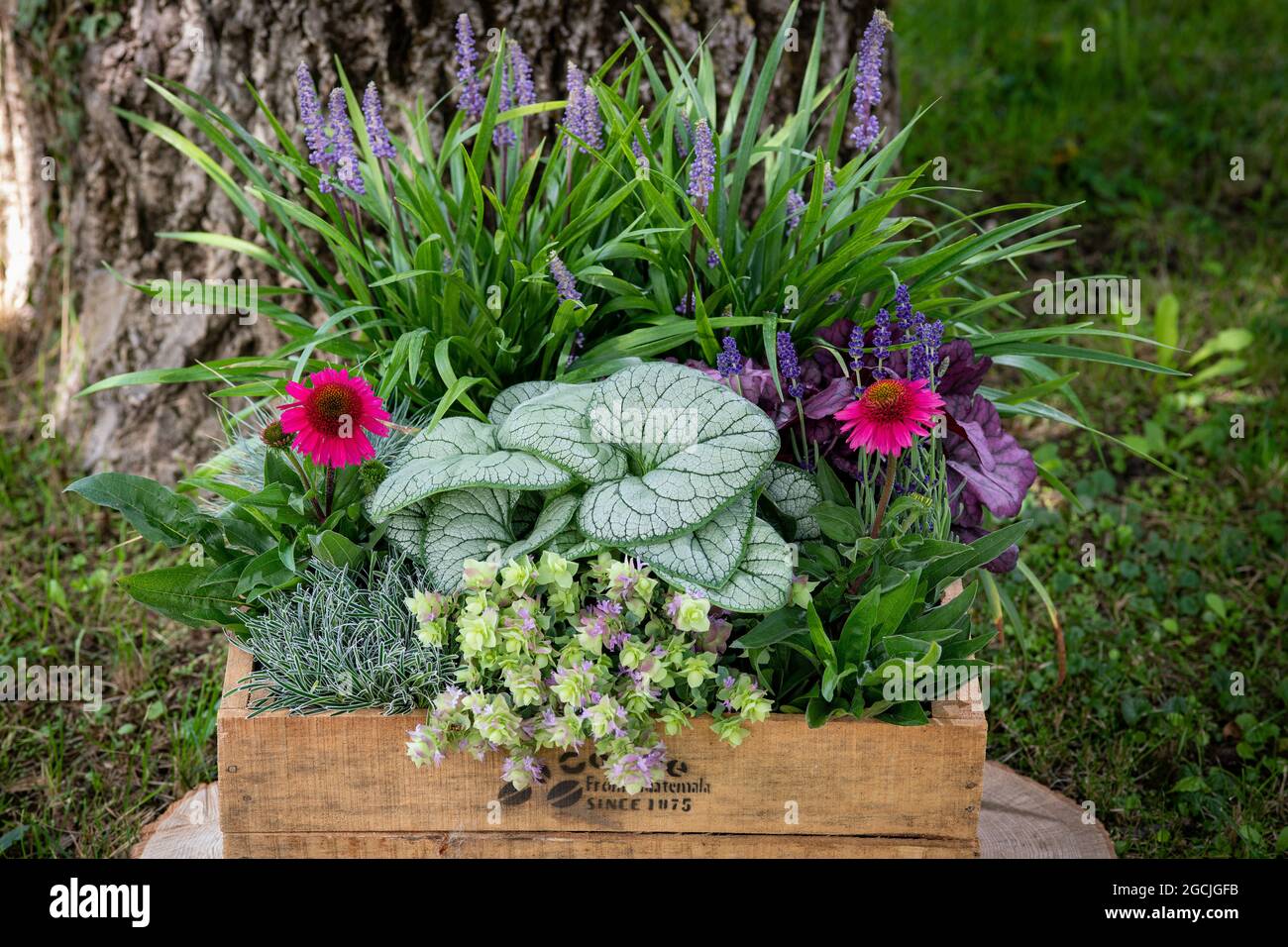 botany, autumnal plant box, FOR GREETING/POSTCARD-USE IN GERM.SPEAK.C CERTAIN RESTRICTIONS MAY APPLY Stock Photo