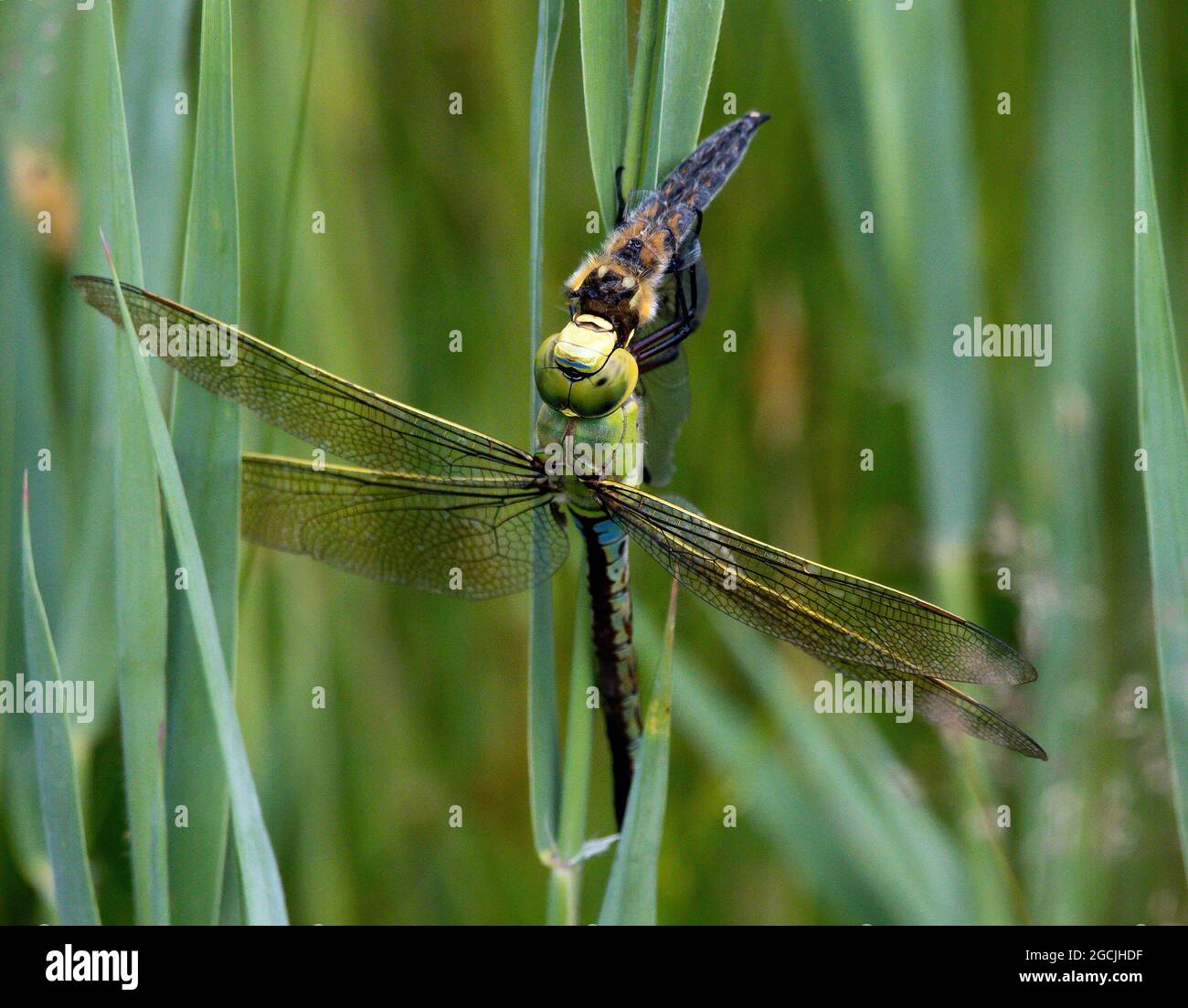 Emperor dragonfly, Anax imperator Stock Photo - Alamy