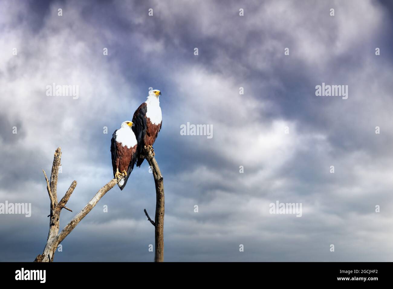 African Fish Eagles, breeding pair, perched on a dead tree against stormy sky, Lake Naivasha, Kenya. A freshwater bird found throughout sub-Saharan Af Stock Photo