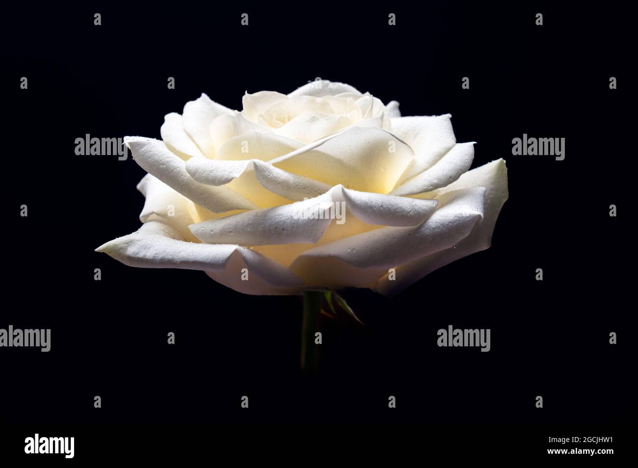 Beautiful big white rose Stock Photo - Alamy