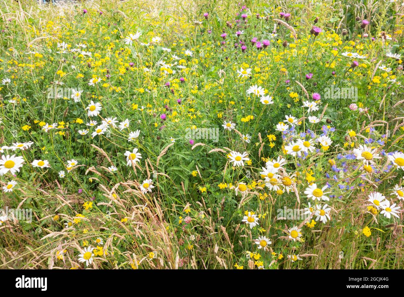 Wild flowers growing in a roadside grass verge in Anglesey North Wales Stock Photo