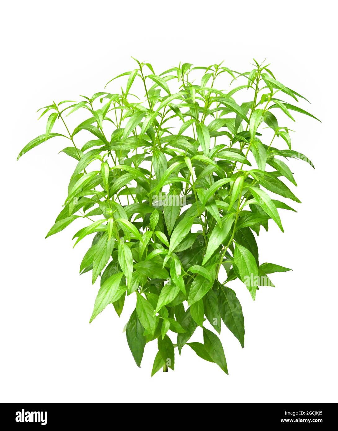 Fresh organic Andrographis paniculata or green chiretta plant. For use as medicinal herb. Isolated on white background Stock Photo