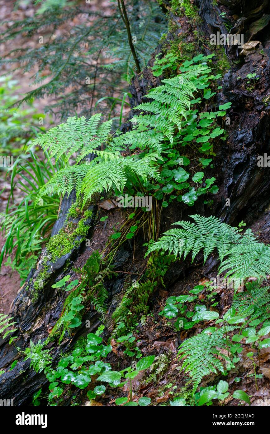botany, brake on trunk, FOR GREETING/POSTCARD-USE IN GERM.SPEAK.C CERTAIN RESTRICTIONS MAY APPLY Stock Photo