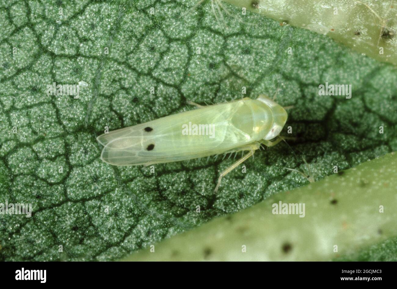 Photomicrograph of cotton leafhopper or jassid (Amrasca spp.) adult on cotton leaf, Thailand Stock Photo